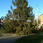 Holiday Tree in Middletown's Festival Square